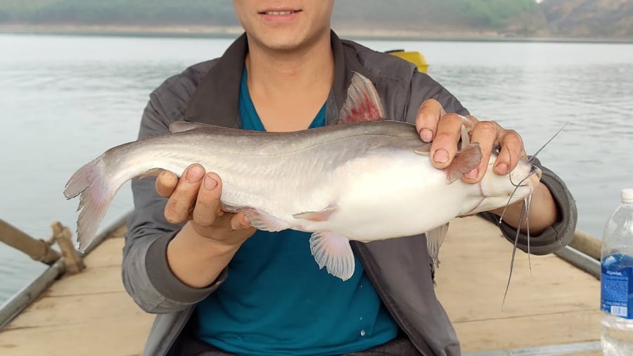 Cá da trơn là một bộ thuộc nhóm cá xương, đặc điểm chung của chúng là kһông có vảy và da rất trơn.