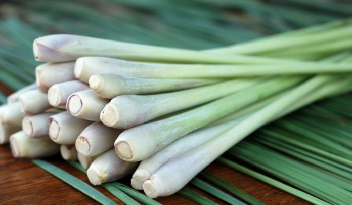 nhung-cong-dung-than-ky-cua-cay