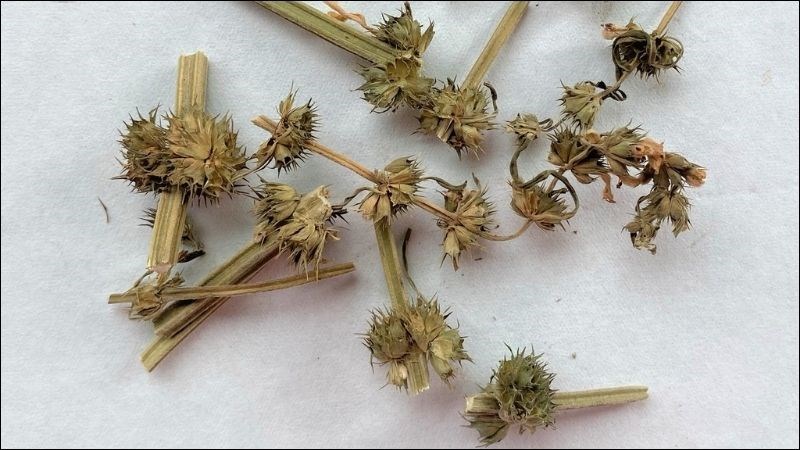 Liều ích mẫu được khuyḗn nghị là 6 đḗn 12g một ngày