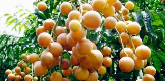 Quất hồng bì trị các bệnh về đường hô hấp như ho, cảm cúm, long đờm tuyệt vời