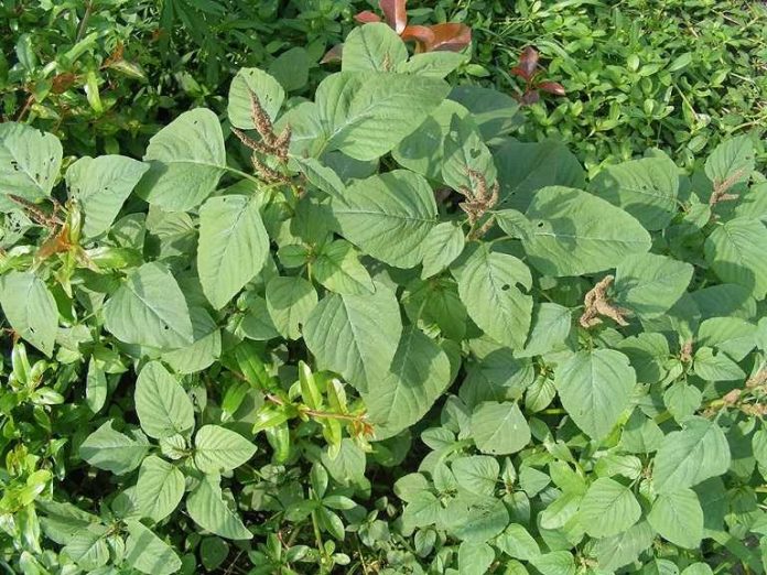 rau-den-gai-chua-benh-gai-cot-so