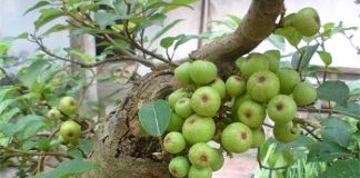 Tḗ bào K cũng phải ‘run sợ’ trước 4 loại quả: Được TG ‘vinh danh’ còn VN có đầy ngoài vườn