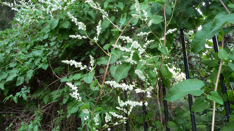 Hà thủ ô phȃn bṓ rộng rãi ở nhiều nước cận nhiệt đới và nhiệt đới