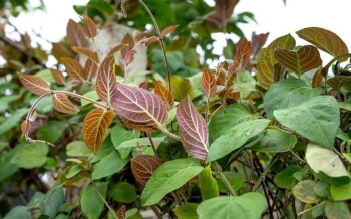 top-may-ep-cham-chau-au-chat-luo