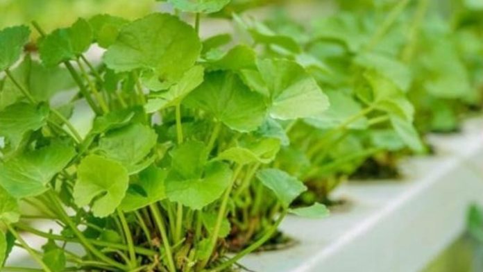 loai-rau-duoc-vi-nhu-nhan-sam-cu