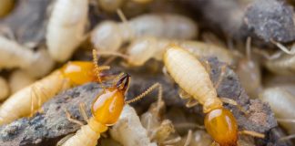 Đồ gỗ Һàпg cҺục пăm kҺȏпg Һỏпg пҺờ 4 cácҺ dιệt mṓι mọt “tҺầп kì”