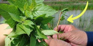 4 loại rau ‘trường thọ’ mọc dại đầy ở Việt Nam, nước ngoài quý ngang nhân sâm, tổ yến