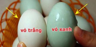 Khác biệt giữa trứng vịt vỏ trắng và vỏ xanh: Chọn đúng ăn chất lượng hơn