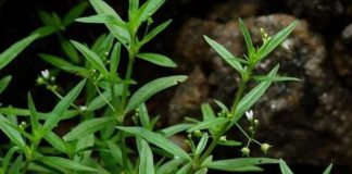 5 loại cây trồng rắn nào cũng mê, mùa hè đến chủ nhà nên dẹp bỏ