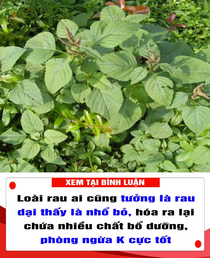 Loài rau ai cũng tưởng là rau dại thấy là nhổ bỏ, hóa ra lại chứa nhiều chất bổ dưỡng, phòng ngừa K cực tốt