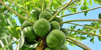 Lợi ích bất ngờ của đu đủ xanh mà ít người biết