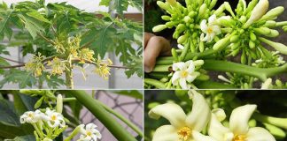 Hoa đu đủ đực ngâm mật ong và những lợi ích bất ngờ với sức khoẻ