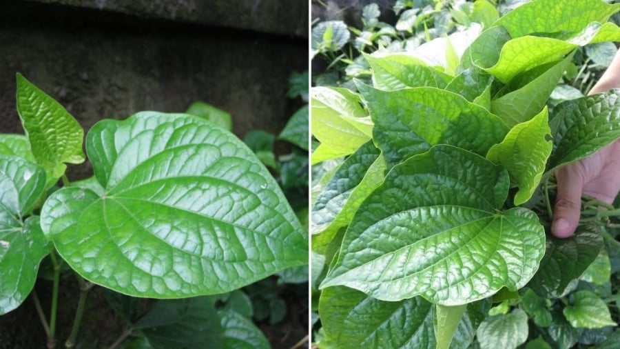 Lá lốt không chỉ dùng làm nguyên liệu trong nấu ăn mà còn có thể sử dụng làm bài thuốc trị bệnh.