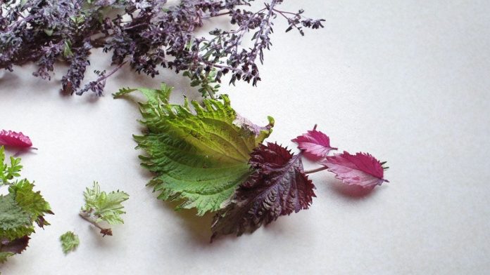 la-tia-to-vua-re-vua-nhieu-cong