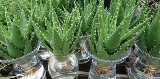 Có nên trồng cây Lô Hội, Nha Đam trong nhà không? Ai cũng trồng 1 2 chậu trong nhà mà không biết