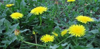 Loài cỏ dại được ví như ‘vua giải nhiệt’, tốt đủ đường, ít người biết để mang về uống