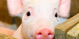 Một thứ tốt ở con lợn, có thể hạ huyết áp, hạ đường huyết và mỡ máu. Đừng bỏ lỡ