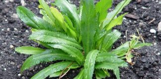 Trồng khóm mùi tàu trong nhà như có thêm ‘tủ thuốc quý’