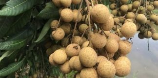 Những người tuyệt đối không nên ăn nhãn kẻo ‘rước thêm bệnh vào thân’