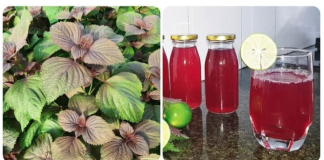 Công dụng bất ngờ của nước tía tô, hỗ trợ mát gan, giải độc