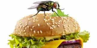 Điều gì sảy ra khi một con ruồi đậu lên chiếc bánh