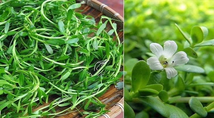 rau-sam-trang-8962-1619743833-94