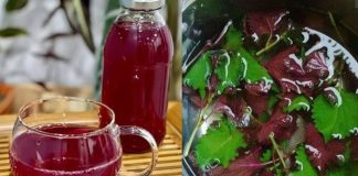 Nước lá tía tô rất tốt nhưng ‘đại kỵ’ với nhóm người này