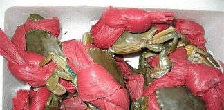 Mua cua biển luôn thấy có dây buộc, chị em ngớ người khi biết mục đích đằng sau