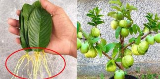 Bí kíp trồng ổi độc lạ từ lá ổi