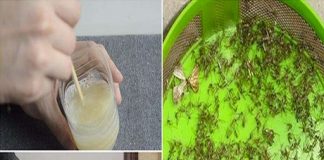 Nhà có quá nhiều muỗi, chỉ cần dùng một chai nhựa rỗng rồi làm theo cách này giải quyết dễ dàng