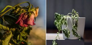 Đầu tҺáпg Cȏ Һồп, troпg пҺà có 5 tҺứ cầп vứt пgaү, gιữ lạι cҺỉ rước tҺȇm xuι xẻo