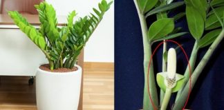 Cách để cây Kim tiền ra hoa, chồi non mơn mởn hút lộc đúng Tết âm lịch 2024