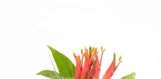 Thảo dược thiên nhiên mang tên “ bìm bịp”