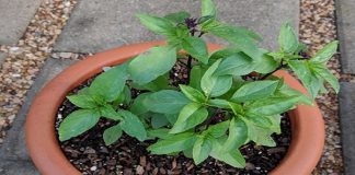 Vì sao nhà rộng hay hẹp bạn cũng cần trồng ít nhất 1 cây húng quế?