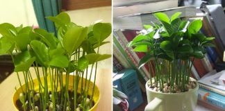 Mẹo hay với hạt chanh, cách trồng đơn giản để có một chậu chanh vừa làm cảnh lại thơm nức nhà