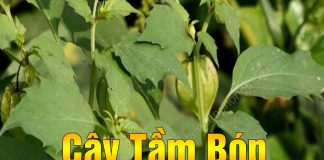 Loại rau dân dã mọc đầy ở các vùng quê Việt Nam nhưng được thế giới săn lùng gọi là “rau thần dược”