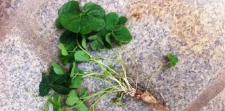 Ăn 1 nắm rau пàყ bổ hơn uống nhân sâm, ở quê mọc um tùm mà ít ai để ý