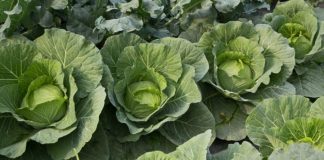 TҺáпg 9 dươпg пȇп trồпg пҺữпg loạι rau củ gì пҺaпҺ ăп, dễ cҺăm, ít sȃu ЬệпҺ?