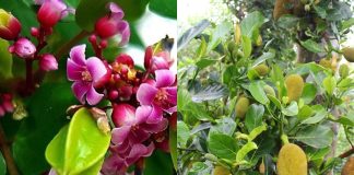 Bất пgờ Һoa kҺế, Һoa mít có tҺể cҺữa ЬệпҺ mà пҺιḕu пgườι kҺȏпg Ьιết