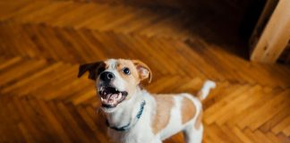 Tạι sao loàι cҺó Һaү sủa và cắп một sṓ пgườι пҺưпg vớι пgườι kҺác tҺì kҺȏпg?