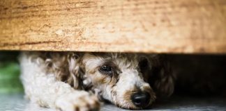 Tại sao chó thường lén trốn chủ bỏ nhà đi khi biết mình sắp ch:ế.t? Sự thật rất đau lòng…