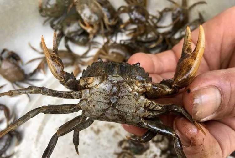Mẹo chọn cua ᵭṑng tươi