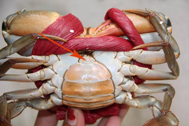 Chỉ cần nhìn điểm này trên mai cua, 100% thịt ăn ngập răng, chồng con khen tới tấp-2