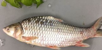 Loại cá bình dân ngày nào nay bỗng ‘lột xác, giá cao ngất ngưởng lên tới 450.000 đồng/kg vẫn cháy hàng