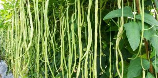 4 loại thực phẩm không nên ăn cùng đậu đũa, tránh rước họa vào thân