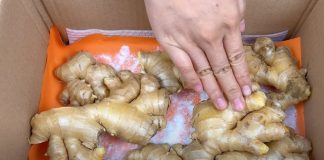Gừng mua về để một thời gian là thối, hỏng, dùng 1 nắm gạo là giải quyết được vấn đề