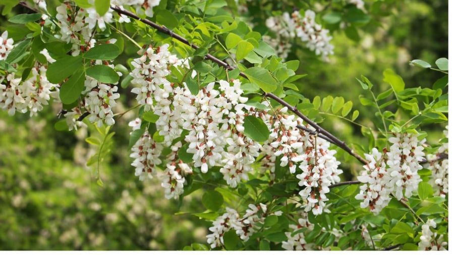 Hoa hòe giàu rutin tṓt cho tim mạch