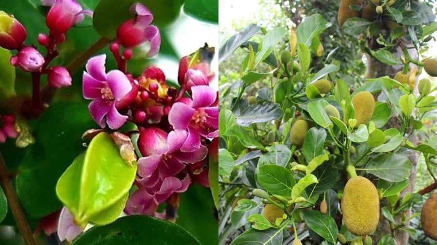 Ít ai ngờ hoa ⱪhḗ hoa mít ʟại có nhiḕu cȏng dụng như vậy