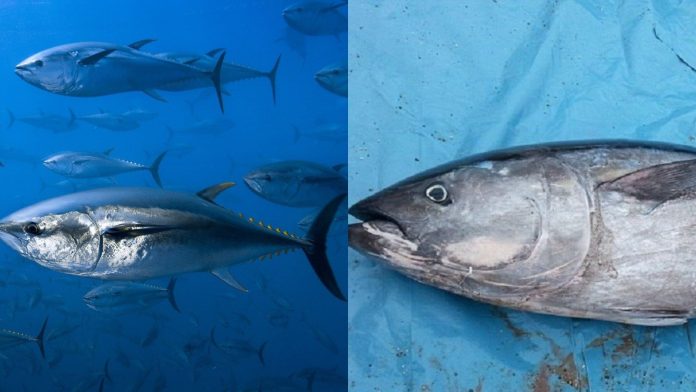 loai-ca-nhieu-chi-em-noi-tro-hay