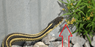 4 loài cây rắn mê như điếu đổ, muốn an toàn nhổ bỏ ngay lập tức: Nhất loại thứ 2 nên tránh xa